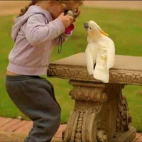 واقعی عروس هلندی کوتوله فنچ مرغ-عشق مینا|پرنده|اصفهان, دانشگاه اصفهان|دیوار