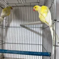 ملنگو رنگی همه رنگ راهب خورشیدی گرین|پرنده|شیراز, شهرک گلها|دیوار