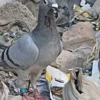 کبوتر پلاکی