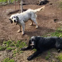 فروش ۲عدد سگ شکاری نژاد خالص سیتر  نر و ماده