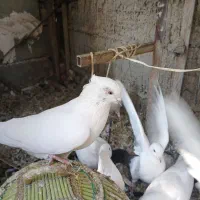 کبوترپرشی وزینتی نوک ریز|پرنده|فردیس, شهرک شهید حسینی|دیوار