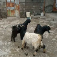 بزغاله نر درجه یک چاق سرحال برای پروار