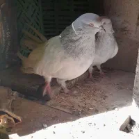 فروش کبوتر|پرنده|ملکان, |دیوار