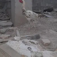 ب فروش میرسید