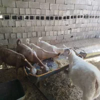 فروش بز دورگه سانن|حیوانات مزرعه|سیرجان, |دیوار