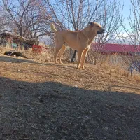 س گ|سگ|کندوان, |دیوار