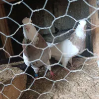 تعدادی کبوتر طوقی