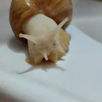 فروش حلزون آچاتینا|خزنده|شهرضا, |دیوار