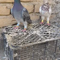 هفرنگ