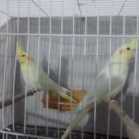 سلام خسته نباشی یک چوفت عروس هلندی