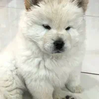 سگ چاو چاو اصیل ۳ ماه