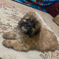 فوری فوری شاه توله پیکینیز