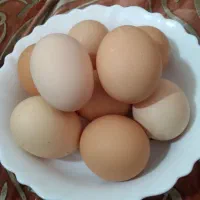 تخم‌مرغ محلی
