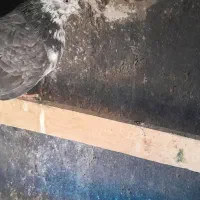 کفتر پرشی مایل به معاوضه هستم