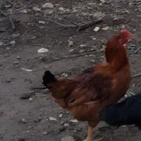 خروس محلی جوان