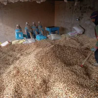 پسته ی پوک و روآبی|عمده‌فروشی|تربت‌حیدریه, پائین ولایت|دیوار