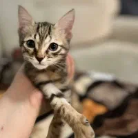 واگزاری گربه