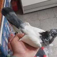 کبوتر دم قرمز و کله دم سبز