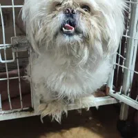 شیتزو سوپر فلت نر دوساله فی2