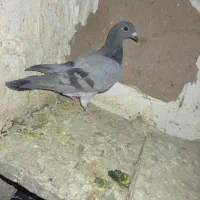 گم کردم|پرنده|خوشاب, |دیوار