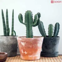 پکیج کاملا گیاهی ضد زیگیل