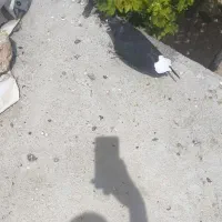 دمبی سرحال نر مست