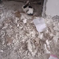 خرگوش|موش و خرگوش|بهبهان, |دیوار