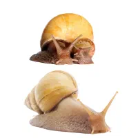 حلزون پرورشی و درمانی