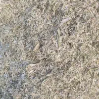 کاه لوبیا