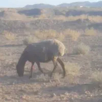 کاور   میش بره جوان