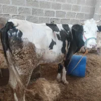 گاو سمینتال