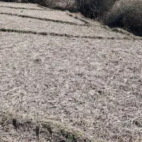 زمین مزروعی ۲۰۰۰ متر شیراباد تالش|فروش زمین و ملک کلنگی|حویق, |دیوار