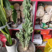 گل کاکتوس پیوندی