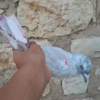 دو عدد کبوتر حراج