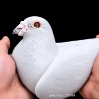 کبوتر