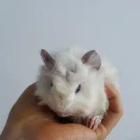 خوکچه دستی نر ماده