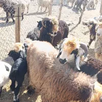 فروش بره قوچی