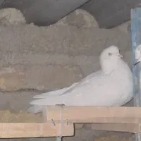 کبوتر|پرنده|محمدشهر, محمدشهر|دیوار