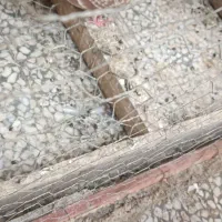 کبوتر آلمانی اصل