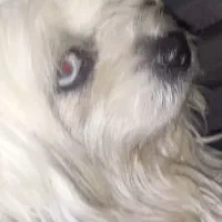 سگ پا کوتاه|حیوانات|همدان, |دیوار