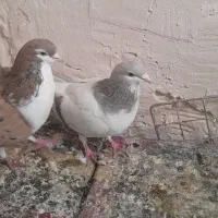 کفتر ساده هفت رنگ ماده ساده صندل جفتگاه