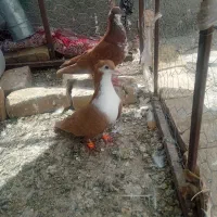 کفتریا کبوتر