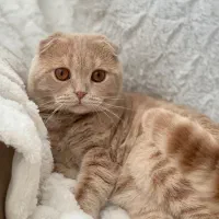 گربه اسکاتیش و پرشین