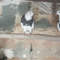 چند عدد کبوتر طوقی خوب برای فروش|پرنده|موگوئی, |دیوار