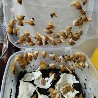 حلزون جهت نگهداری وکلاژن سازی