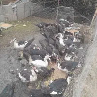 اردک اسرایلی