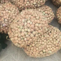 پباز درجه یک|خوردنی و آشامیدنی|شیروان (خراسان), |دیوار