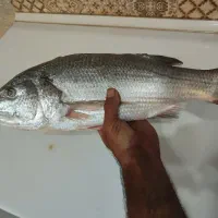 هاهی صبیتی (جهرو)