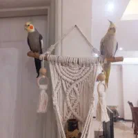 عروس هلندی مولد و سرلاکی و ۳ماهه