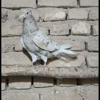 کبوتر